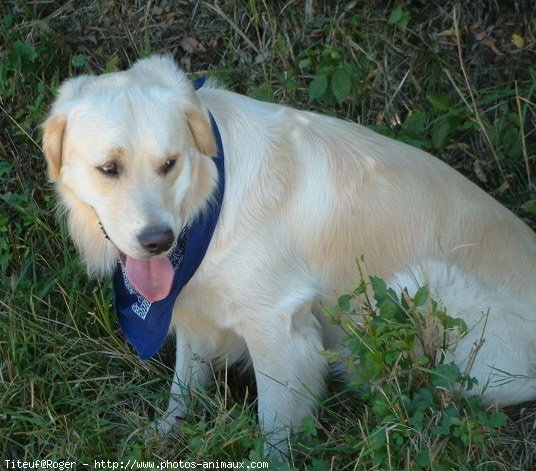 Photo de Golden retriever