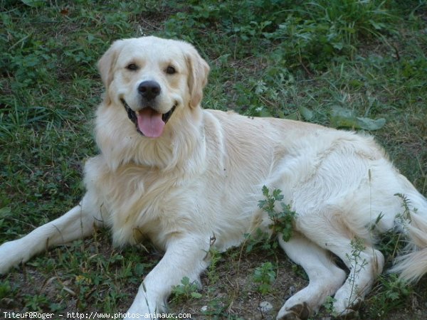 Photo de Golden retriever