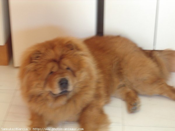 Photo de Chow chow