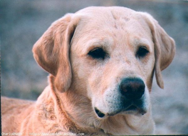 Photo de Labrador retriever