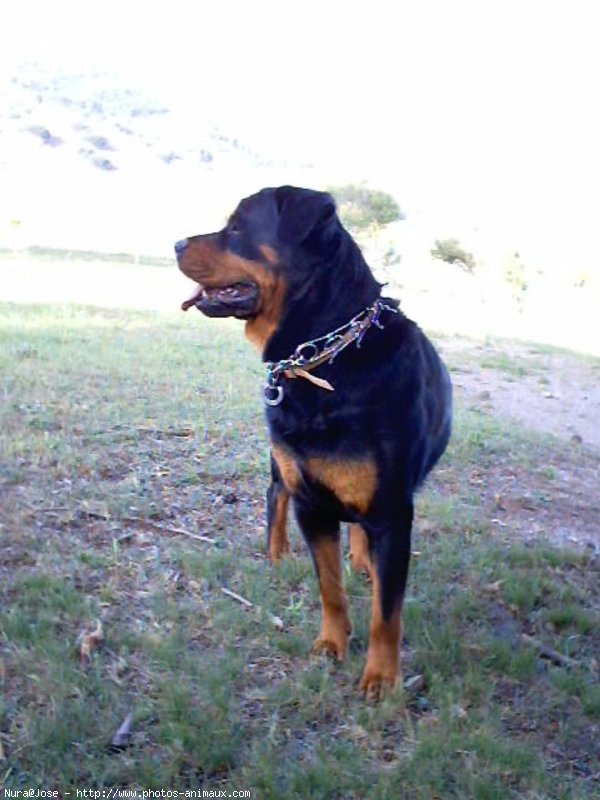 Photo de Rottweiler