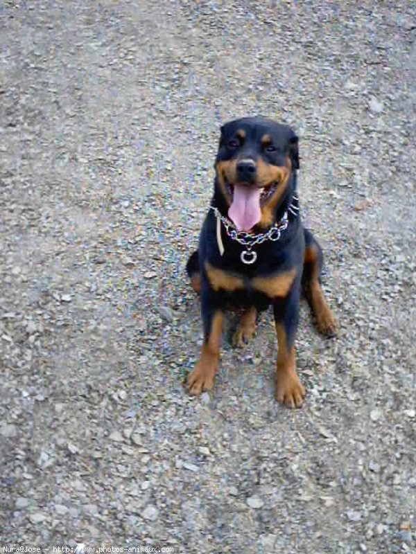 Photo de Rottweiler