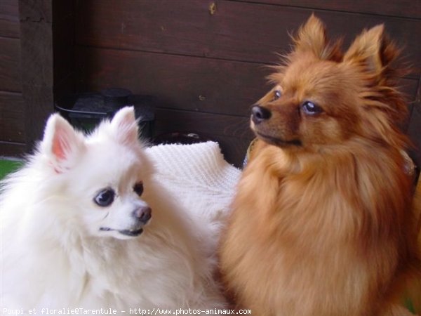 Photo de Spitz moyen