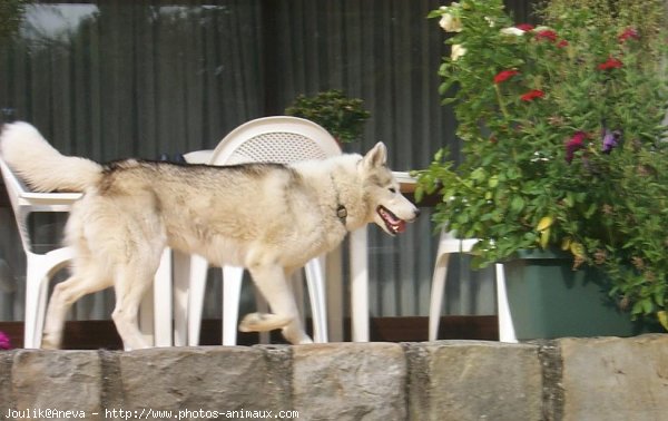 Photo de Husky siberien