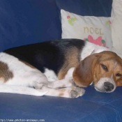 Photo de Beagle