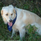 Photo de Golden retriever