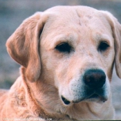 Photo de Labrador retriever