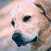 Photo de Labrador retriever