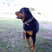 Photo de Rottweiler