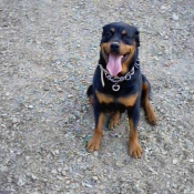 Photo de Rottweiler