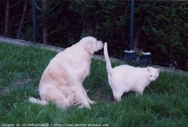 Photo de Golden retriever