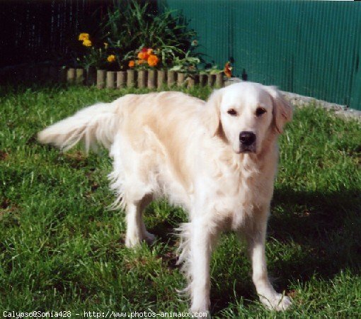 Photo de Golden retriever