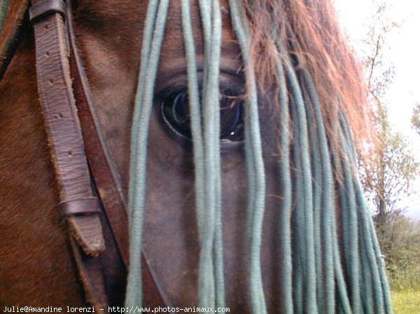 Photo de Trotteur franais