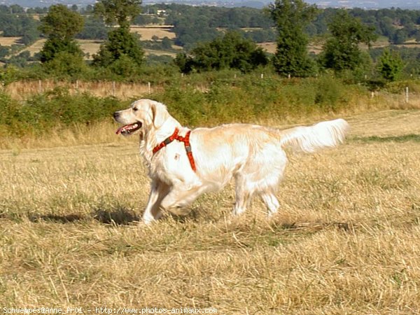 Photo de Golden retriever