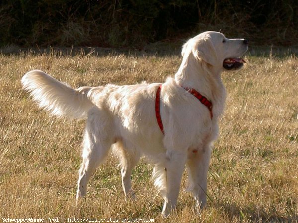 Photo de Golden retriever