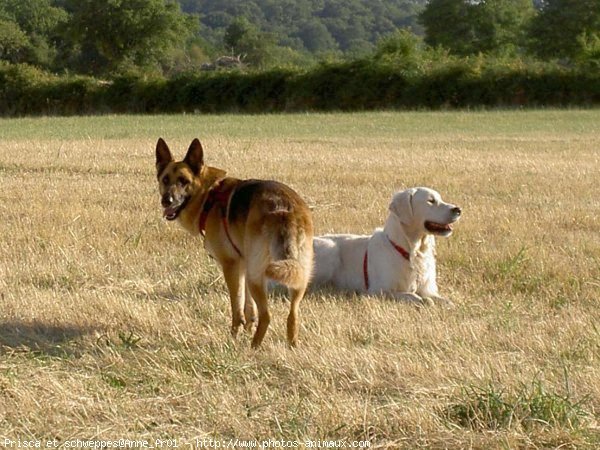 Photo de Races diffrentes