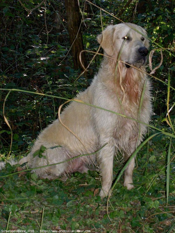 Photo de Golden retriever