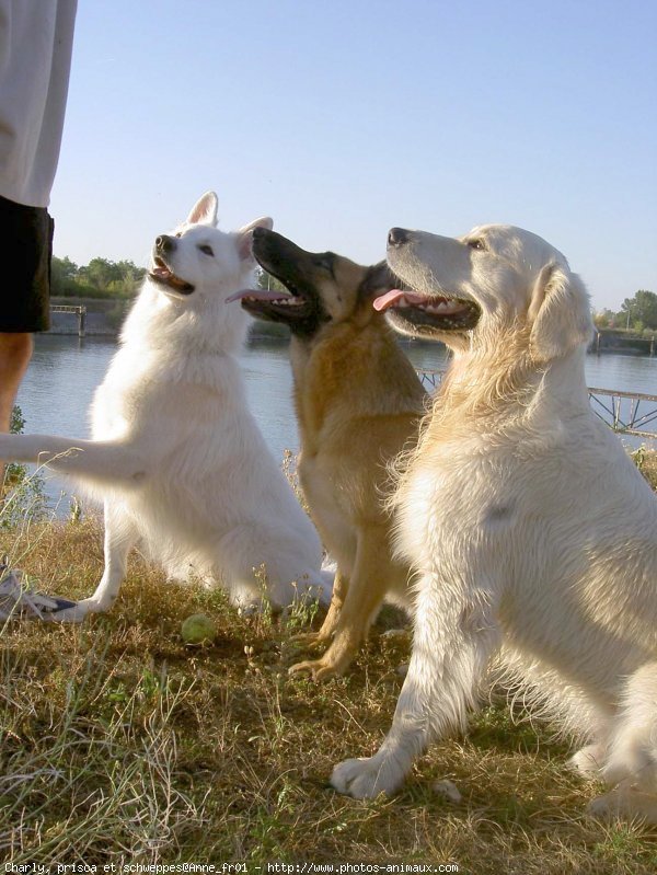 Photo de Races diffrentes