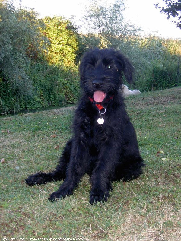 Photo de Schnauzer gant