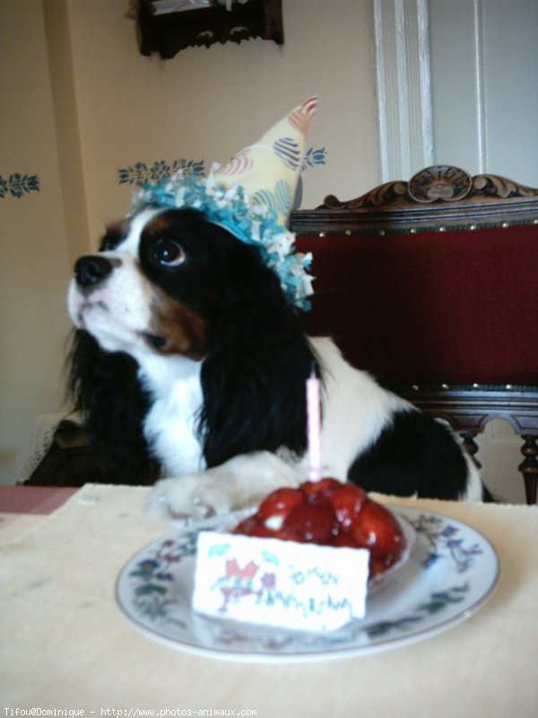 Photo de Cavalier king charles spaniel