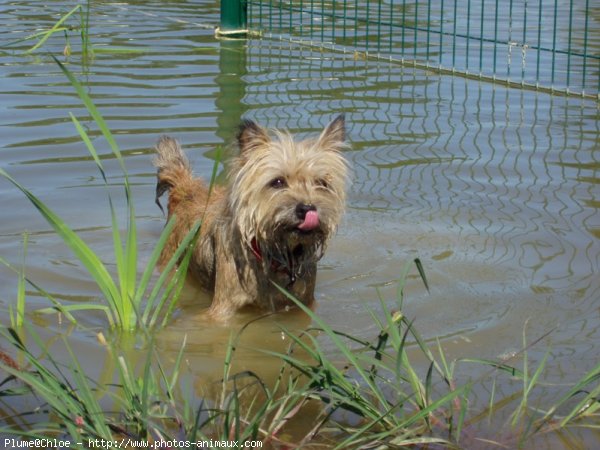 Photo de Cairn terrier