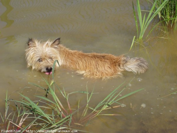 Photo de Cairn terrier