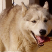 Photo de Husky siberien