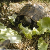 Photo de Tortue