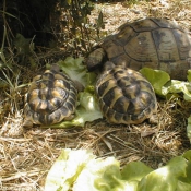 Photo de Tortue