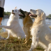 Photo de Races diffrentes