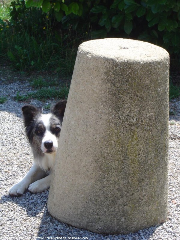 Photo de Border collie