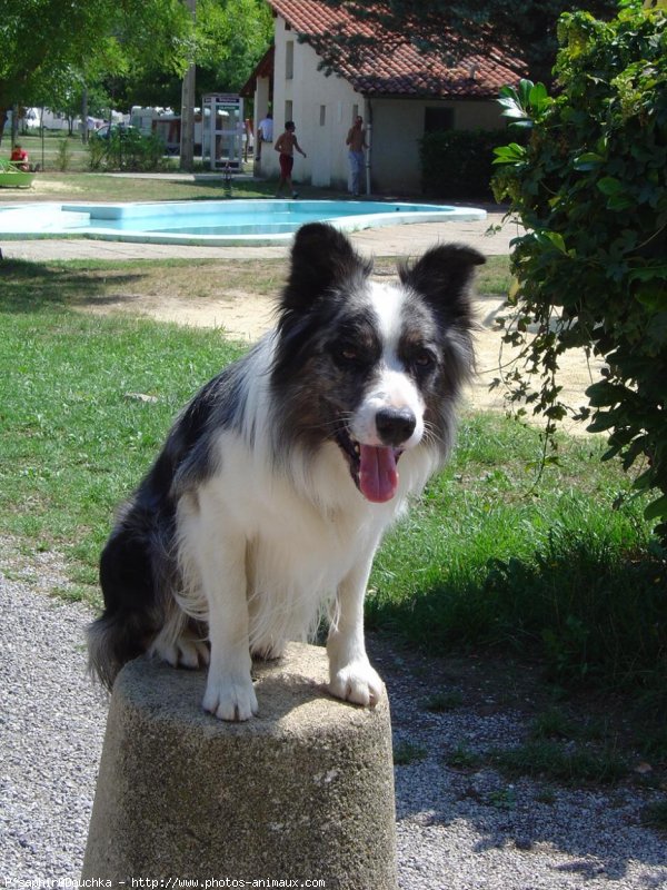 Photo de Border collie