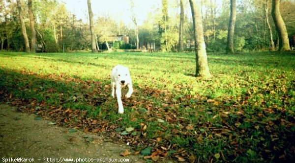 Photo de Dogue argentin