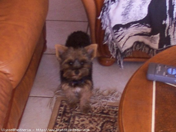 Photo de Yorkshire terrier