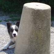 Photo de Border collie