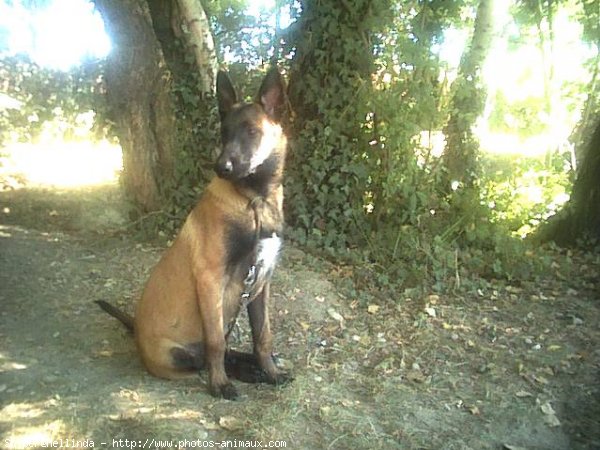 Photo de Berger belge malinois