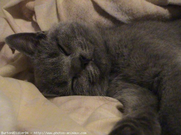 Photo de Chartreux