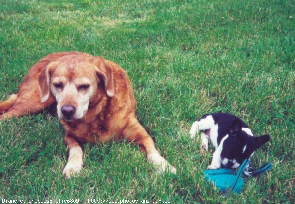 Photo de Races diffrentes