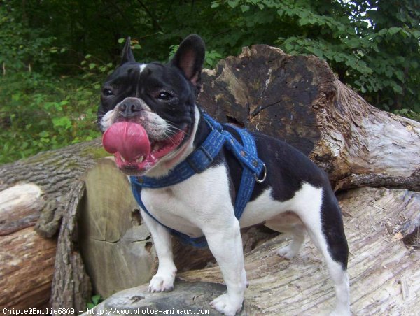 Photo de Bouledogue franais