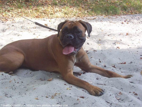 Photo de Boxer