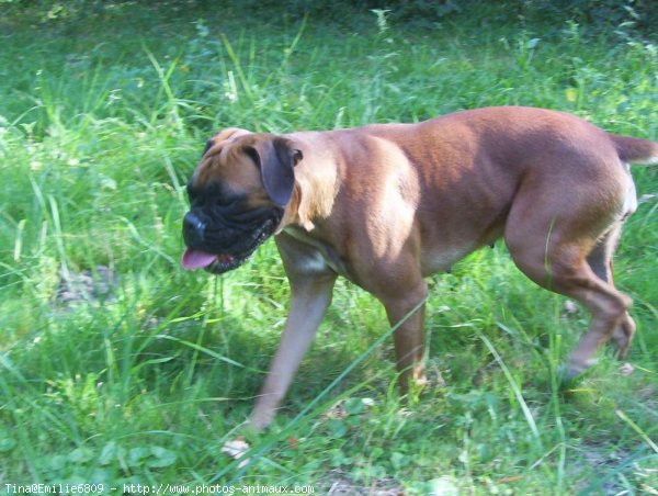 Photo de Boxer