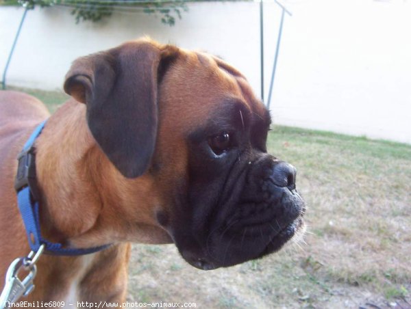 Photo de Boxer