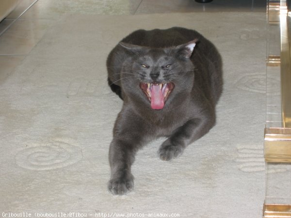 Photo de Chartreux