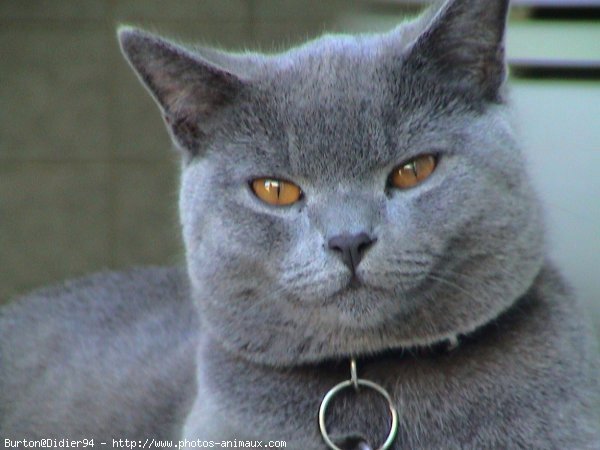 Photo de Chartreux