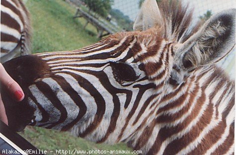 Photo de Zebre