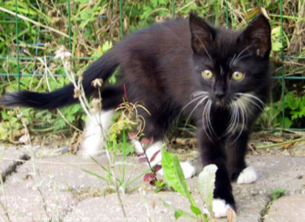 Photo de Chat domestique