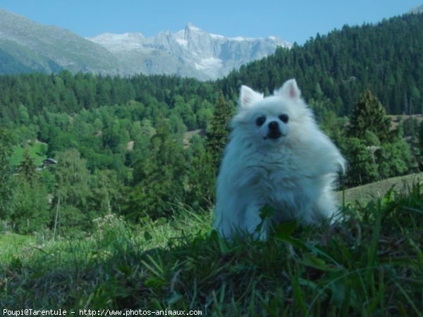 Photo de Spitz moyen