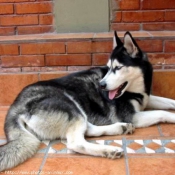 Photo de Husky siberien