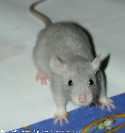 Photo de Rat