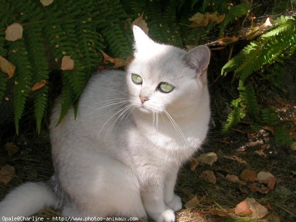 Photo de British shorthair